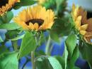 Zonnebloem 2